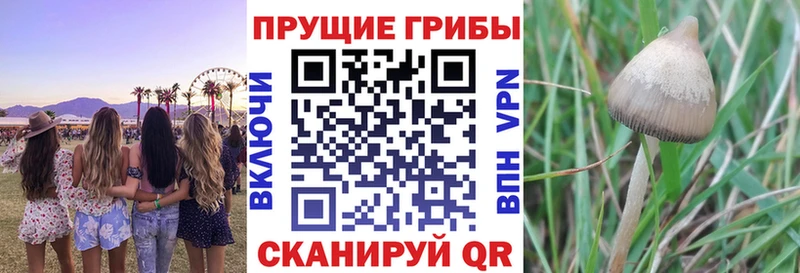 что такое   Карачев  Псилоцибиновые грибы прущие грибы 